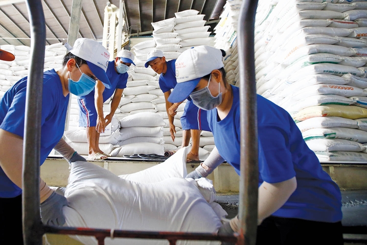 Doanh nghiệp Việt liên tiếp trúng các gói thầu gạo lớn