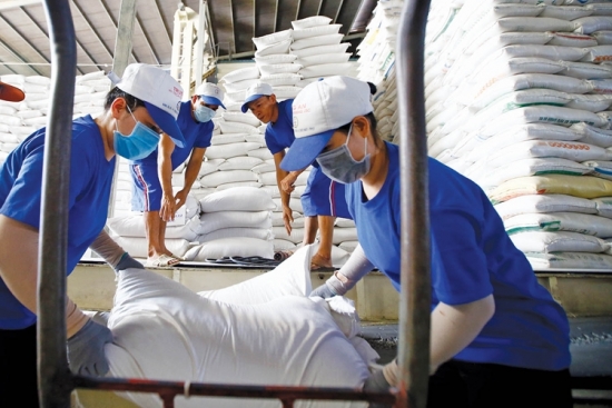 Giá gạo xuất khẩu cao nhưng vì sao doanh nghiệp ngần ngại ký hợp đồng mới?