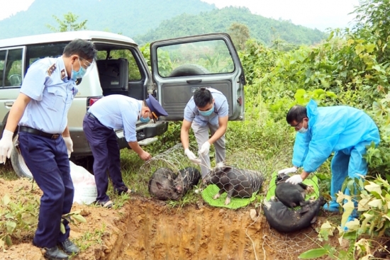 Kiểm soát chặt dịch tả lợn châu Phi