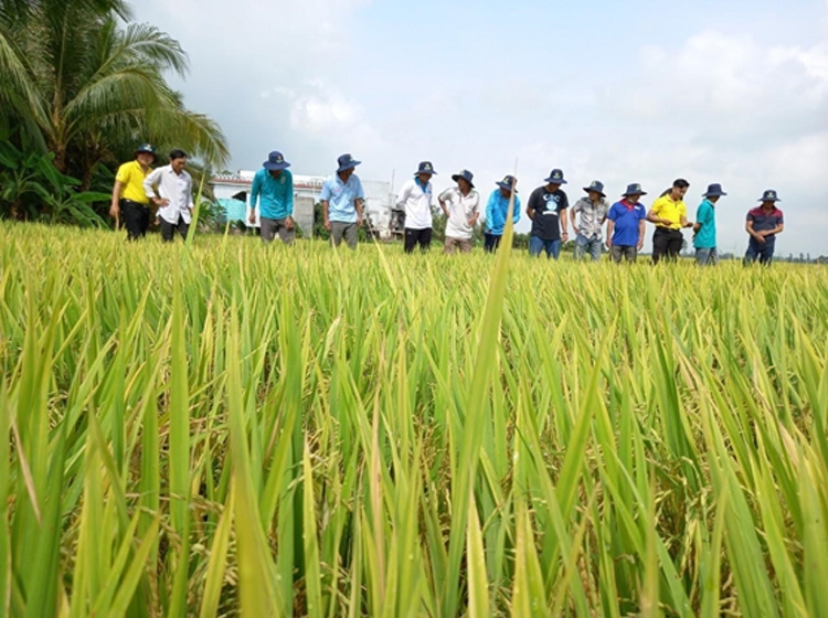 Nông dân hứng khởi với chương trình “Ghép chữ ngay – Nhận quà đỉnh” của NPK Cà Mau
