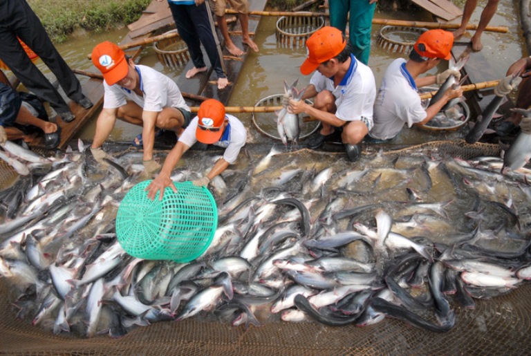 Hoa Kỳ dừng nhập khẩu cá tra hun khói từ Việt Nam