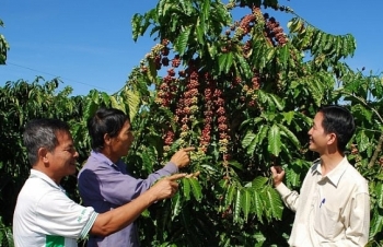 Lâm Đồng: Cải thiện chất lượng cà phê