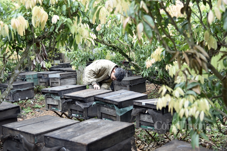 Lục Ngạn: Ngọt ngào mùa ong lấy mật vải thiều