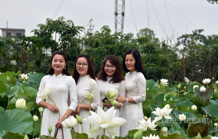 Hà Nội, người dân trồng hoa sen trắng nhưng không bán