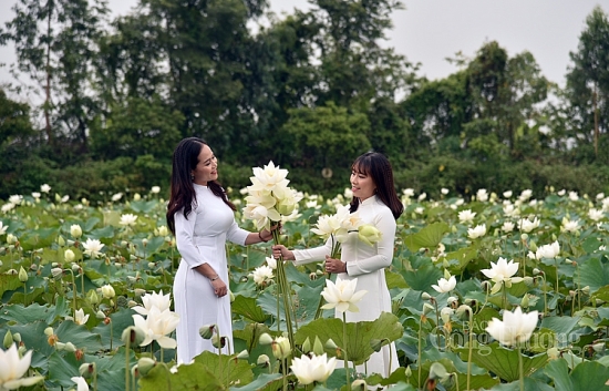 Hà Nội: Nở rộ dịch vụ cho thuê Hoa sen trắng