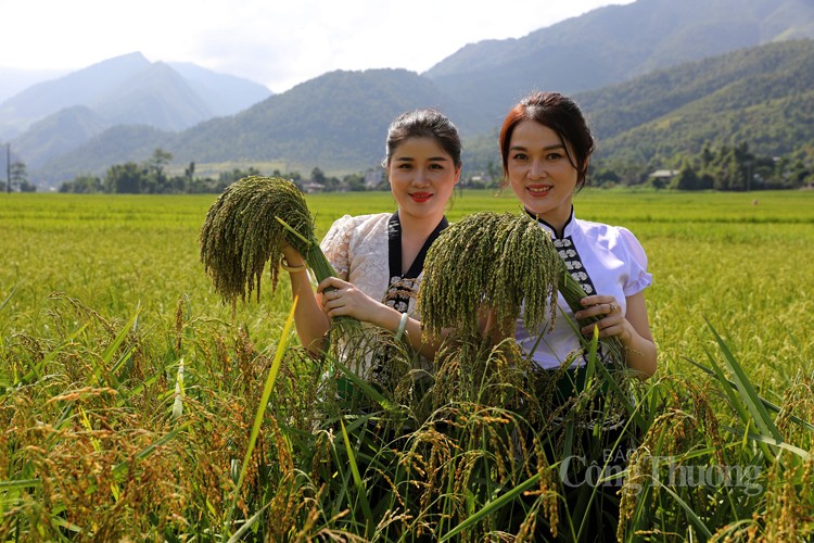 Huyện Văn Chấn: Nâng cao chất lượng đặc sản, nông sản