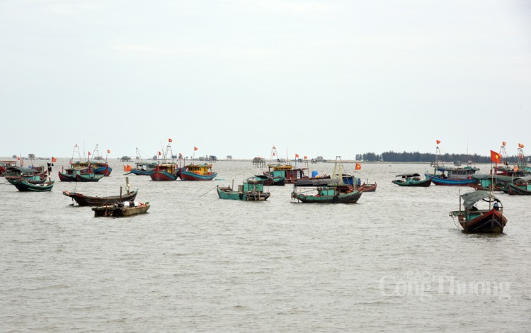 Ngư dân huyện Giao Thủy phấn khởi vì được mùa cá khoai