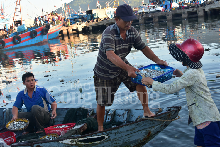 Nhức nhối ô nhiễm môi trường cảng cá Thọ Quang