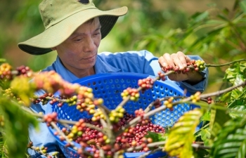 “Chìa khóa” xuất khẩu cà phê bền vững