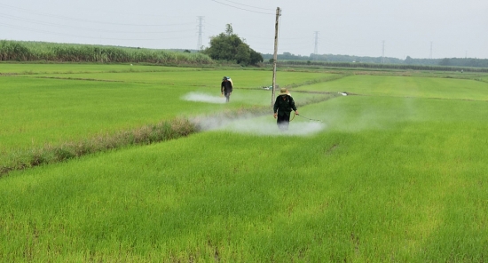 EU tiến hành đánh giá lại thuốc trừ sâu Glyphosate