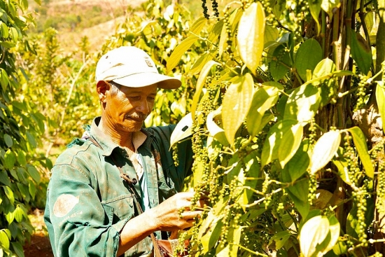 Đắk Nông: Sản xuất công nghiệp và thương mại giữ đà tăng trưởng