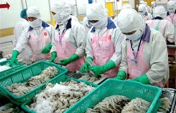 Xuất khẩu giảm, EU vẫn là thị trường tiềm năng của tôm Việt