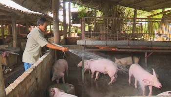 Không có chuyện lợn Trung Quốc nhập khẩu ngược về Việt Nam