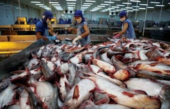 Trung Quốc miễn thuế, xuất khẩu cá tra khởi sắc