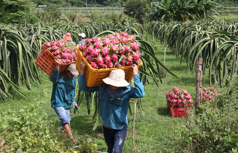 Bộ Công Thương mở thêm kênh tiêu thụ cho nông sản, thực phẩm Việt