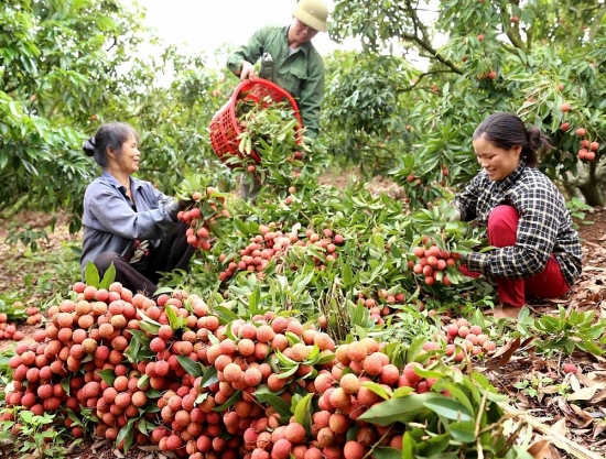 Thúc đẩy sản xuất và tiêu thụ cà phê, rau quả bền vững