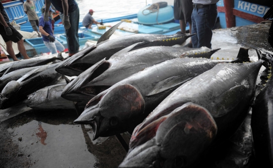 EU miễn thuế cho 11.500 tấn cá ngừ đóng hộp sang EU