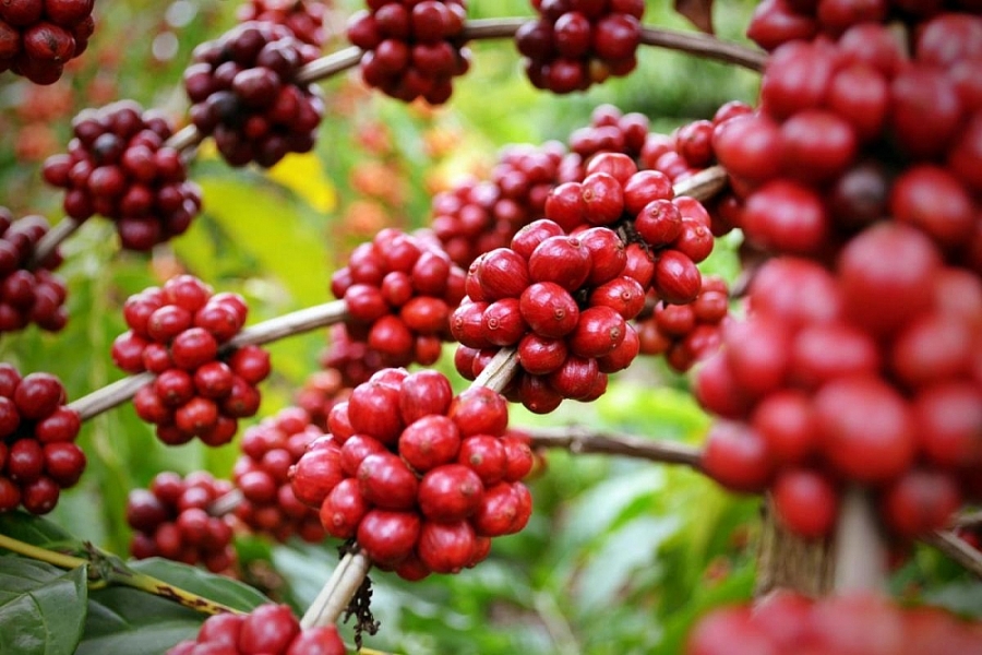 Giữ vững vị trí nước xuất khẩu cà phê nhân lớn thứ hai thế giới