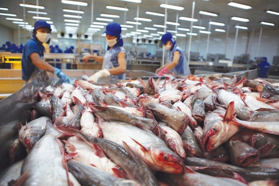 Trung Quốc chiếm 34,4% tổng giá trị xuất khẩu cá tra