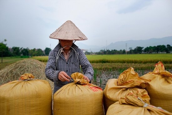 Mở “luồng xanh” cho vận tải đường thủy để tiêu thụ lúa gạo