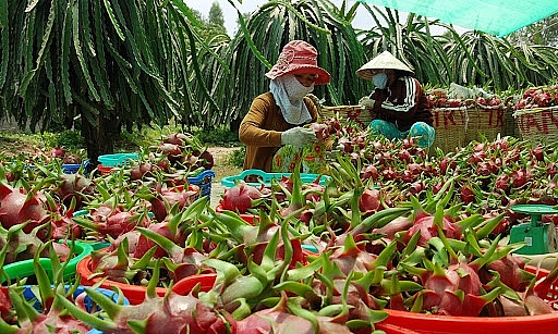 Trung Quốc tạm dừng nhập khẩu mặt hàng thanh long tại Cầu phao tạm Đông Hưng