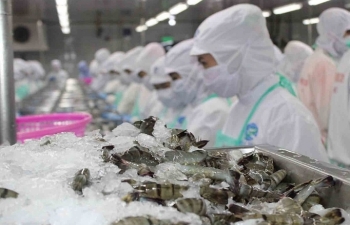 Trung Quốc cấm nhập khẩu tôm Ecuador, doanh nghiệp Việt cần thận trọng
