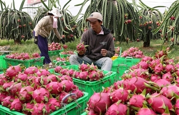 Ùn ứ trái cây xuất khẩu sang Trung Quốc, Bộ Công Thương khuyến cáo
