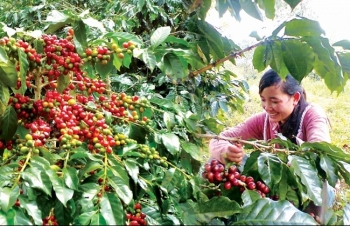 Cà phê Việt: Làm gì để đạt mục tiêu 6 tỷ USD?