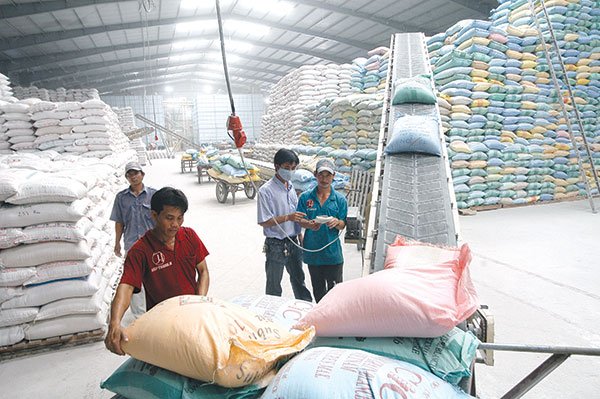 Doanh nghiệp đầu mối xuất khẩu gạo phải có vùng nguyên liệu