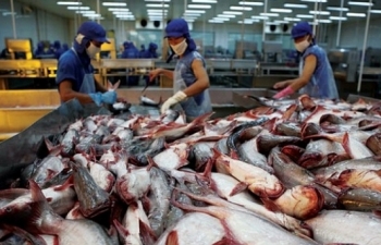 Trung Quốc là thị trường tiêu thụ cá tra tiềm năng của Việt Nam