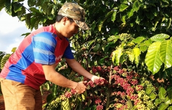 Cà phê Việt Nam: Năm 2020 sẽ đạt kim ngạch xuất khẩu 6 tỷ USD