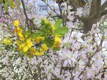 Rực rỡ sắc hoa Anh Đào - Mai vàng Yên Tử 2019