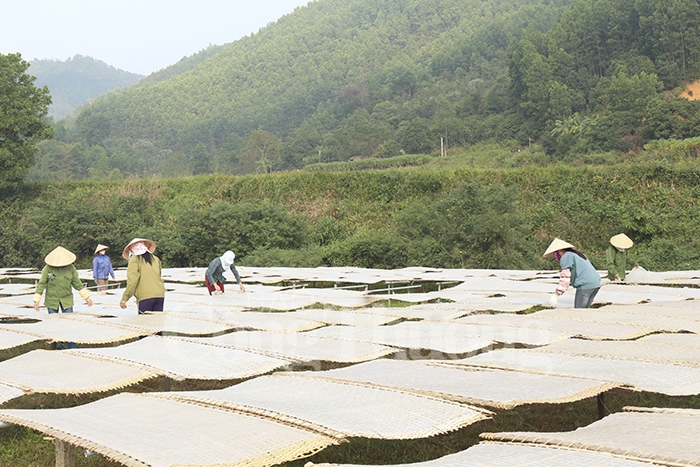 Quảng Ninh: Gỡ khó tiêu thụ sản phẩm miến dong Bình Liêu