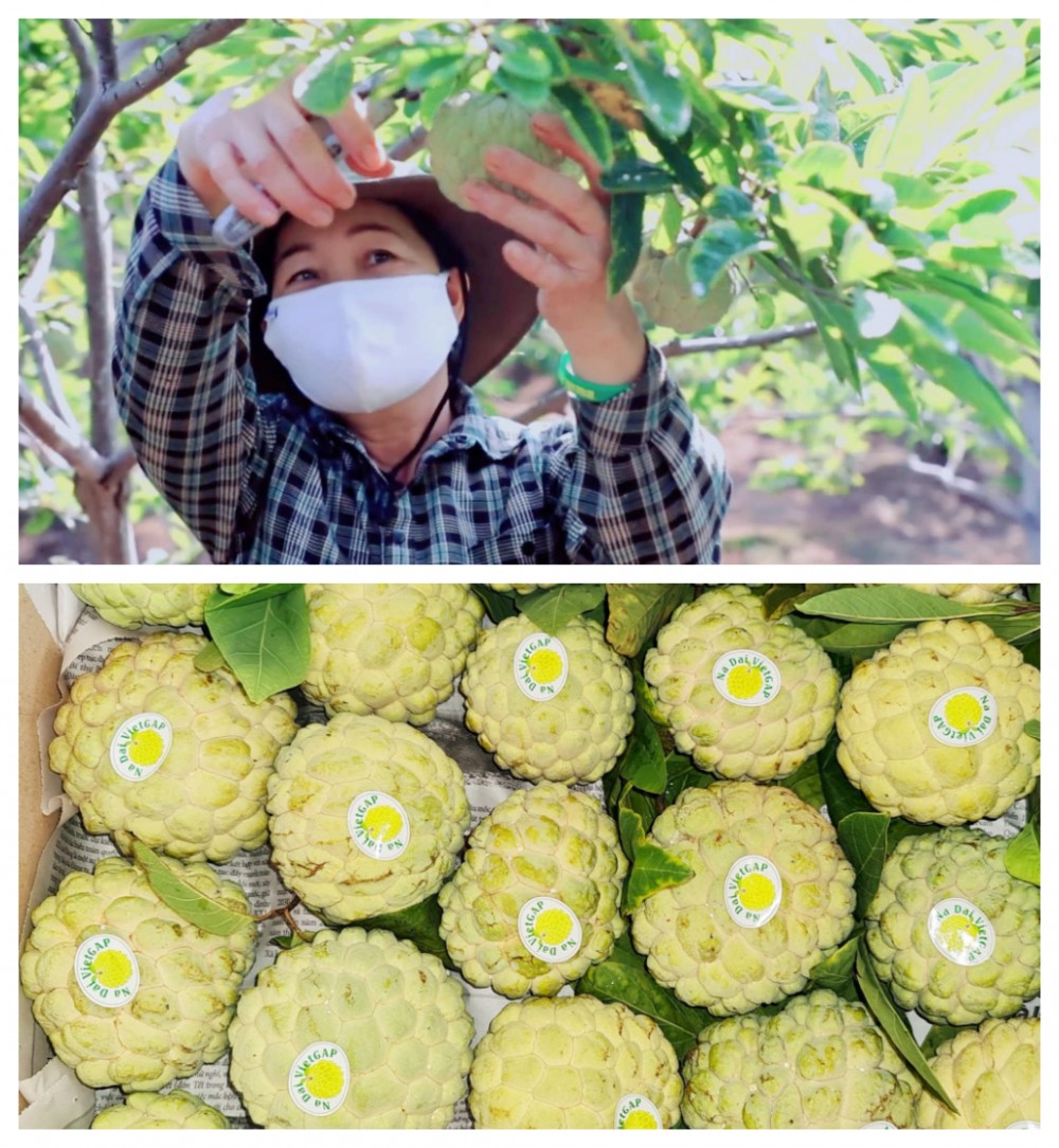 Cây na đang trở thành một trong những loại cây trồng mũi nhọn của thị xã Đông Triều (tỉnh Quảng Ninh)