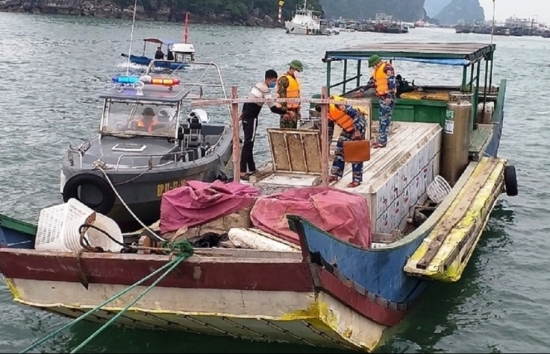 Quảng Ninh: Bắt giữ bè mảng chở 2,3 tấn cá tầm không rõ nguồn gốc