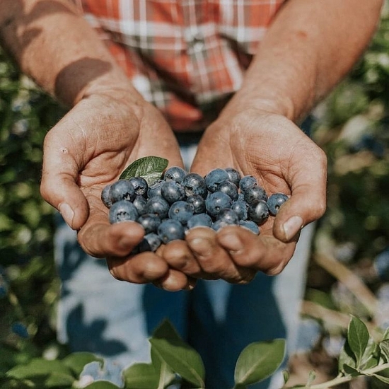 Trái việt quất BC Blueberries có mặt tại Vietnam Food Expo 2020