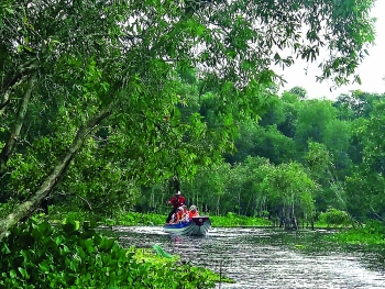 The cool wonders of the Tra Su mangrove forest