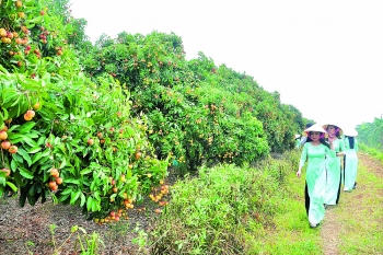 Hai Duong’s litchi orchards attract visitors