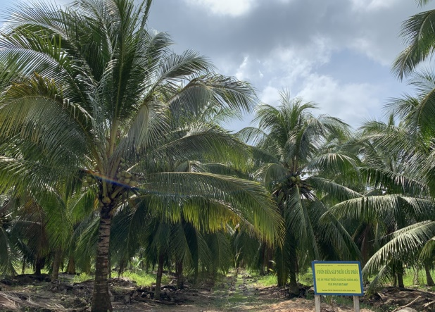 Hoàn thiện quy trình sản xuất giống dừa Sáp: Đáp ứng nhu cầu ngày càng lớn của thị trường