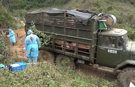 Lạng Sơn: Kiểm soát xuất lậu lợn qua các khu vực cửa khẩu, đường mòn, lối mở