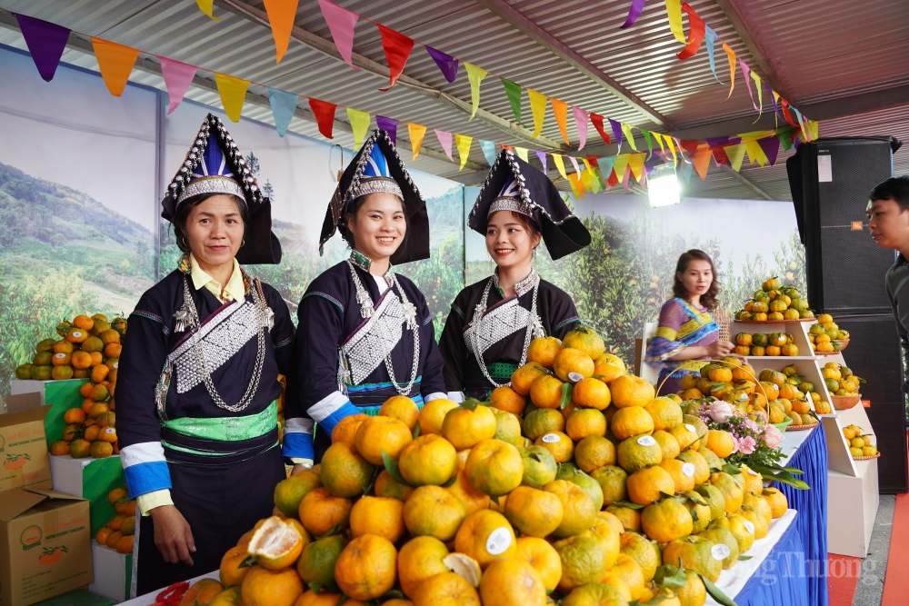 Kết nối, phát triển thị trường cho sản phẩm quýt Mường Khương và nông nghiệp tỉnh Lào Cai