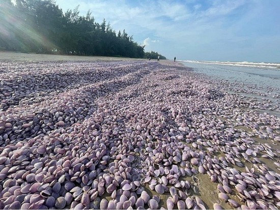 Thanh Hóa: Xuất hiện hàng tấn vỏ ngao chết trôi dạt vào bờ biển