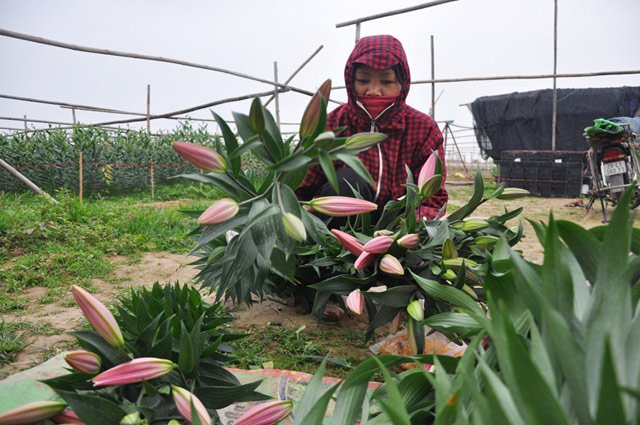 Hà Nội: Hoa ly nở sớm, giá rớt thảm