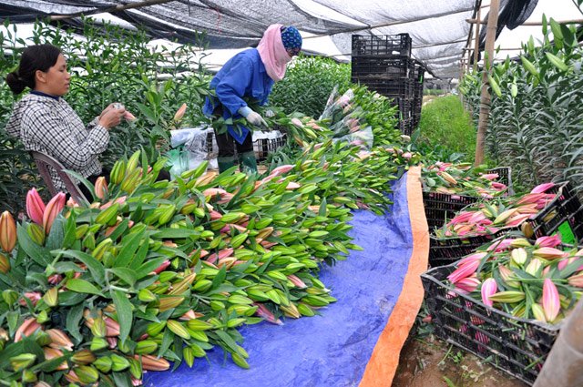 Hà Nội: Hoa ly nở sớm, giá rớt thảm