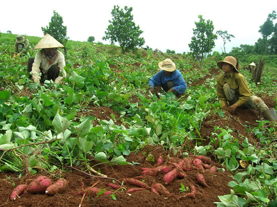Chậm “rửa oan” cho nông sản Việt