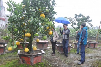 Văn Giang: Được mùa bưởi, quất Tết