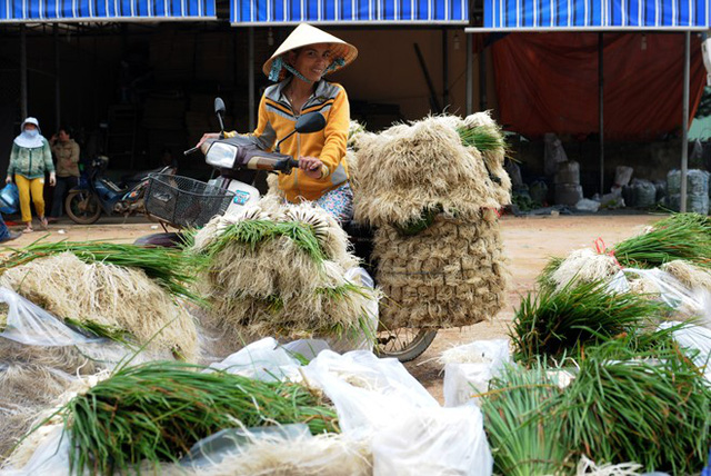 Người dân xã Mỹ Quang (huyện Phù Mỹ) thu hoạch kiệu chở ra chợ bán dịp cận Tết. Ảnh: Minh Hoàng.