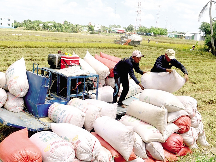Giá lúa gạo hôm nay 11/1: Giá gạo xuất khẩu duy trì 458 USD/tấn