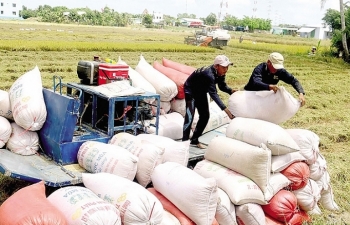 Điều hành xuất khẩu gạo: Vượt khó thành công