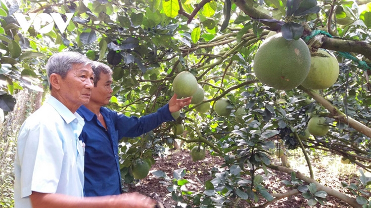 Nhà vườn Tiền Giang “méo mặt” vì nhiều loại trái cây rớt giá